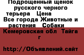 Подрощенный щенок русского черного терьера › Цена ­ 35 000 - Все города Животные и растения » Собаки   . Кемеровская обл.,Тайга г.